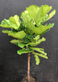 Fiddle Leaf Fig Tree - Live Plant in a 10 Inch Pot - Ficus Lyrata - Florist Quality Air Purifying Indoor Plant