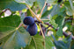 Fig Tree - Live Fruit Tree in a 3 Gallon Pot - Ficus Carica &