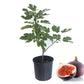 Fig Tree - Live Fruit Tree in a 3 Gallon Pot - Ficus Carica &