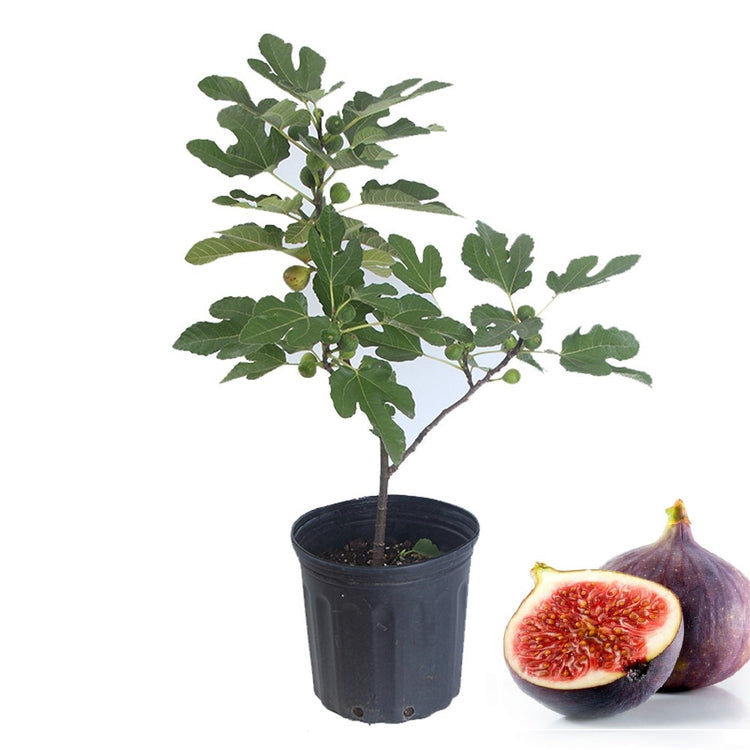 can you plant fig tree in a pot Fig Tree - Live Fruit Tree in a 3 Gallon Pot