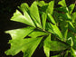 Fishtail Palm - Live Plant in an 10 Inch Growers Pot - Caryota Mitis - Beautiful Clean Air Indoor Outdoor Houseplant