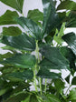 Fishtail Palm - Live Plant in an 10 Inch Growers Pot - Caryota Mitis - Beautiful Clean Air Indoor Outdoor Houseplant