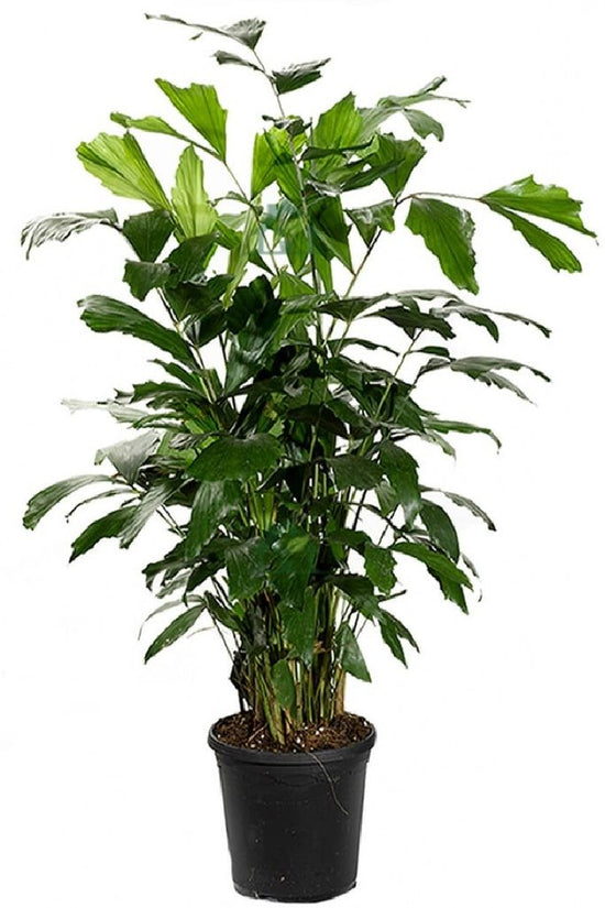 Fishtail Palm - Live Plant in an 10 Inch Growers Pot - Caryota Mitis - Beautiful Clean Air Indoor Outdoor Houseplant