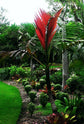 Red Flame Palm - Live Plant in a 3 Gallon Growers Pot - Chambeyronia Macrocarpa - Extremely Rare Ornamental Palms from Florida