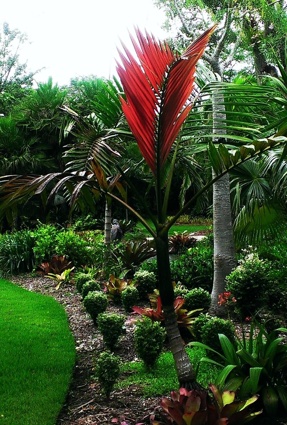 red and green palm plant Red Flame Palm - Live Plant in a 3 Gallon Growers Pot