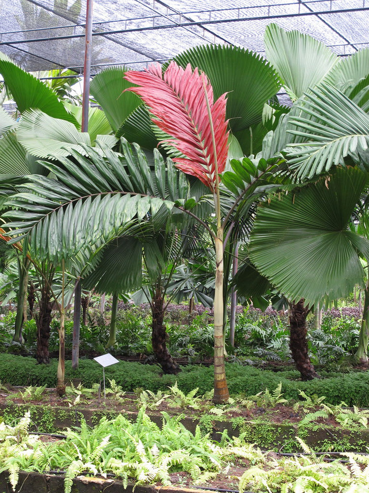 red leaf palm plant Red Flame Palm - Live Plant in a 3 Gallon Growers Pot
