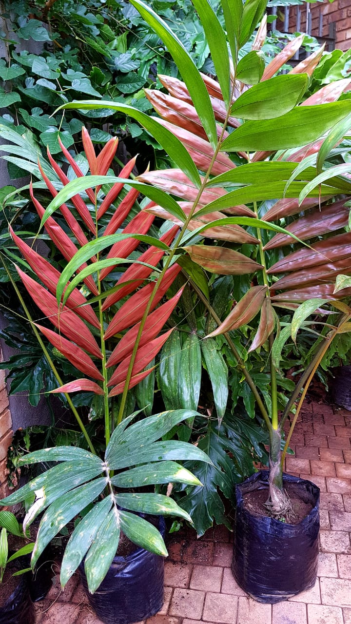 red leaf palm plant Red Flame Palm - Live Plant in a 3 Gallon Growers Pot - Chambeyronia Macrocarpa