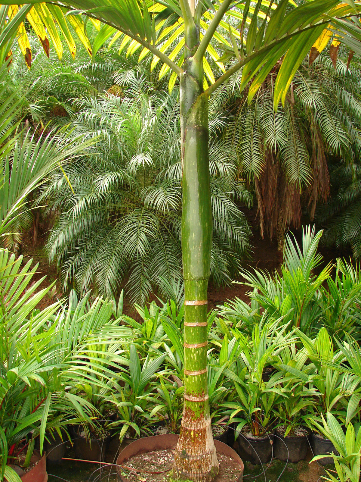 red leaf palm plant Red Flame Palm - Live Plant in a 3 Gallon Growers Pot - Chambeyronia Macrocarpa