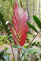 Red Flame Palm - Live Plant in a 3 Gallon Growers Pot - Chambeyronia Macrocarpa - Extremely Rare Ornamental Palms from Florida