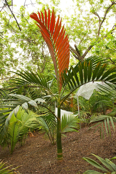 red leaf palm like plant Red Flame Palm - Live Plant in a 3 Gallon Growers Pot
