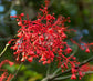 Flame Tree - Live Plant in a 4 Inch Pot - Brachychiton Acerifolius - Striking Deciduous Flowering Tree