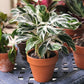 Fusion White Calathea - Live Plant in a 6 Inch Pot - Calathea Hybrid - Beautiful Easy Care Air Purifying Indoor Houseplant