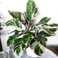 Fusion White Calathea - Live Plant in a 6 Inch Pot - Calathea Hybrid - Beautiful Easy Care Air Purifying Indoor Houseplant