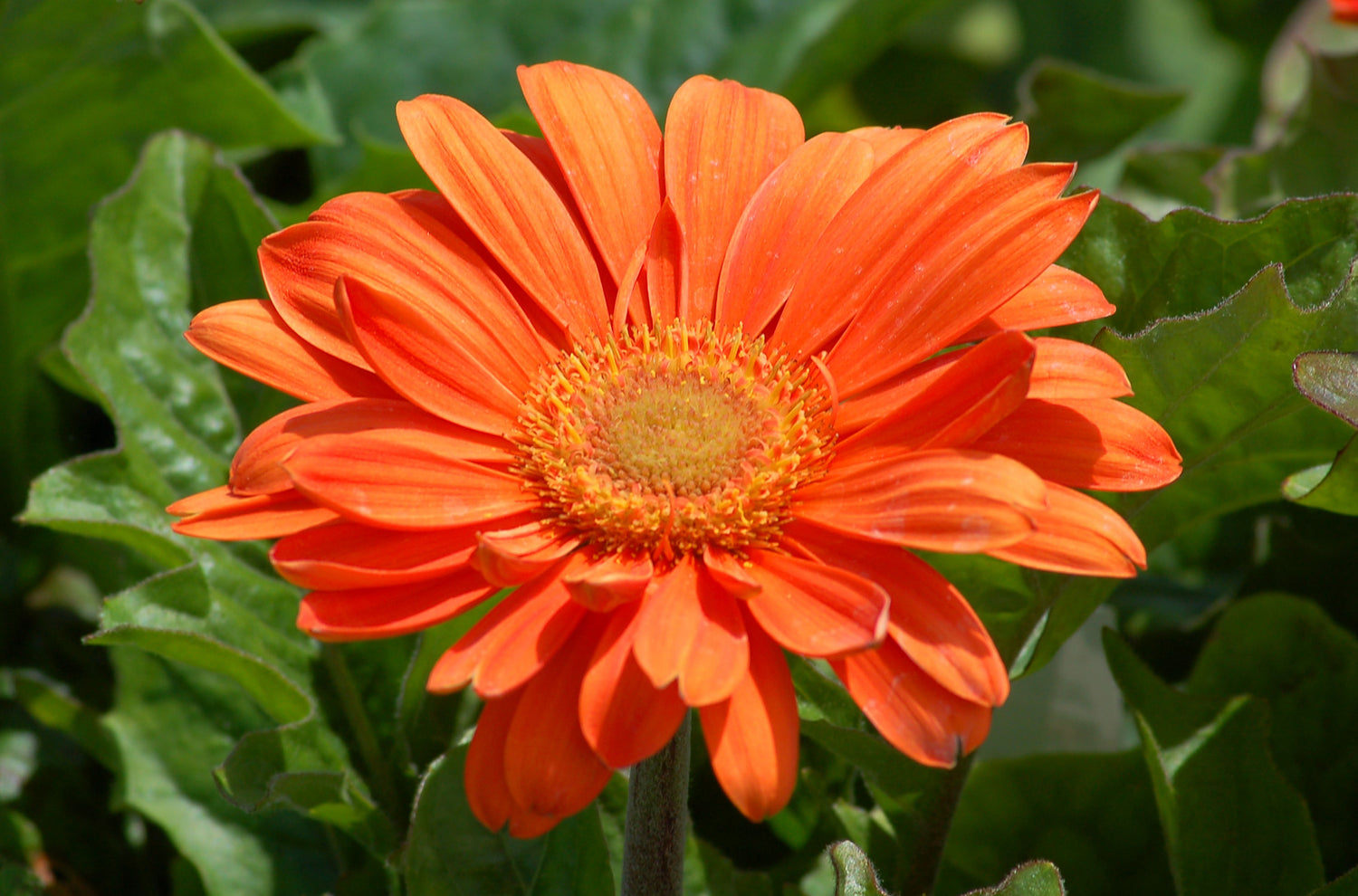 indoor gerbera daisy plant Gerbera Daisy Flowers - 3 Live Plants in 5 Inch Growers Pots