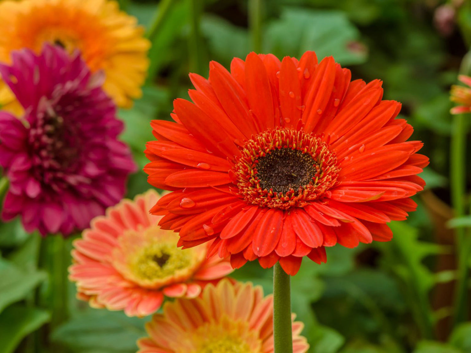 gerbera daisy potted plant Gerbera Daisy Flowers - 3 Live Plants in 5 Inch Growers Pots