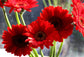 Gerbera Daisy Flowers - 3 Live Plants in 5 Inch Growers Pots - Gerbera Jamesonii - Growers Choice Based on Beauty, Season and Availability - Finished Plants Ready for The Patio and Garden