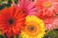 Gerbera Daisy Flowers - 3 Live Plants in 5 Inch Growers Pots - Gerbera Jamesonii - Growers Choice Based on Beauty, Season and Availability - Finished Plants Ready for The Patio and Garden