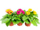 Gerbera Daisy Flowers - 3 Live Plants in 5 Inch Growers Pots - Gerbera Jamesonii - Growers Choice Based on Beauty, Season and Availability - Finished Plants Ready for The Patio and Garden