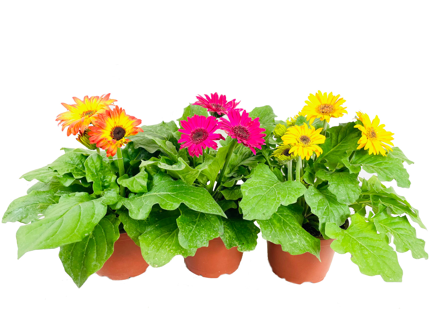 gerbera potted plant Gerbera Daisy Flowers - 3 Live Plants in 5 Inch Growers Pots
