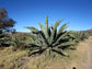 Giant Agave Century Plant - Live Plant in a 6 Inch Pot - Agave Salmaniana - Cactus Succulent - Extremely Rare Plants from Florida