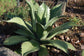 Giant Agave Century Plant - Live Plant in a 6 Inch Pot - Agave Salmaniana - Cactus Succulent - Extremely Rare Plants from Florida
