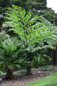 Giant Fishtail Palm - Live Plant in an 10 Inch Growers Pot - Caryota Obtusa - Extremely Rare Ornamental Palms from Florida, 1 Plant