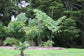 Giant Fishtail Palm - Live Plant in an 10 Inch Growers Pot - Caryota Obtusa - Extremely Rare Ornamental Palms from Florida, 1 Plant