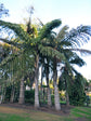 Giant Fishtail Palm - Live Plant in an 10 Inch Growers Pot - Caryota Obtusa - Extremely Rare Ornamental Palms from Florida, 1 Plant