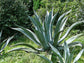 Giant Mezcal Agave - Live Plant in a 6 Inch Pot - Agave Valenciana - Cactus Succulent - Extremely Rare Plants from Florida