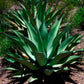 Giant Mezcal Agave - Live Plant in a 4 Inch Pot - Agave Valenciana - Cactus Succulent - Extremely Rare Plants from Florida