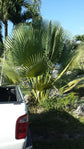 Giant Yarey Palm Gigas - Live Plant in a 10 Inch Growers Pot - Copernicia Gigas - Extremely Rare Ornamental Palms of Florida