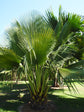 Giant Yarey Palm - Live Plant in a 3 Gallon Growers Pot - Copernicia Fallaensis - Extremely Rare Ornamental Palms of Florida