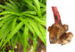 Ginger Plant - Live Plant in a 4 Inch Growers Pot - Zingiber Officinale - Grow Your Own Spices in The Garden
