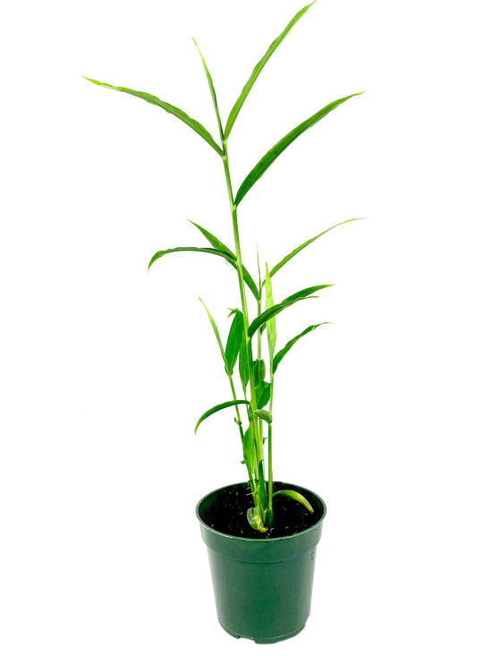 Ginger Plant - Live Plant in a 4 Inch Growers Pot - Zingiber Officinale - Grow Your Own Spices in The Garden