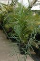 Glaucous Parlour Palm - Live Plant in a 3 Gallon Growers Pot - Chamaedorea Glaucifolia - Extremely Rare Palms from Florida
