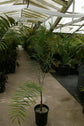 Glaucous Parlour Palm - Live Plant in a 3 Gallon Growers Pot - Chamaedorea Glaucifolia - Extremely Rare Palms from Florida