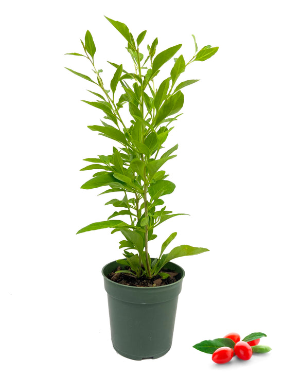 Goji Berry - Live Plant in a 4 Inch Growers Pot - Lycium Barbarum - Edible Fruit Bearing Tree for The Patio and Garden