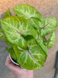 Gold Allusion Arrowhead Vine - Live Plant in a 4 Inch Growers Pot - Syngonium Podophyllum - Beautiful Clean Air Indoor Outdoor Houseplant