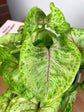Gold Allusion Arrowhead Vine - Live Plant in a 4 Inch Growers Pot - Syngonium Podophyllum - Beautiful Clean Air Indoor Outdoor Houseplant