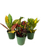 The Croton Collection - 3 Live Plants in 4 Inch Pots - Codiaeum Mammy, Petra, Gold Dust - Tropical Easy Care Indoor Houseplants