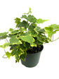 Golden English Ivy - Live Plants in 6 Inch Pots - Hedera Helix - Beautiful Easy Care Indoor Air Purifying Houseplant Vine