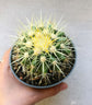 Golden Barrel Cactus - Live Plant in a 4 Inch Pot- Echinocactus Grusonii - Beautiful and Unique Cactus Succulent