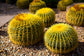 Golden Barrel Cactus - Live Plant in a 4 Inch Pot- Echinocactus Grusonii - Beautiful and Unique Cactus Succulent