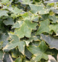 Golden English Ivy - Live Plant in a 6 Inch Pot - Hedera Helix - Beautiful Easy Care Indoor Air Purifying Houseplant Vine