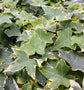 Golden English Ivy - Live Plants in 6 Inch Pots - Hedera Helix - Beautiful Easy Care Indoor Air Purifying Houseplant Vine