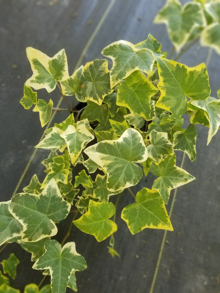English Ivy Small Leaf, 6 Pot