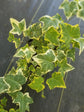 Golden English Ivy - Live Plants in 6 Inch Pots - Hedera Helix - Beautiful Easy Care Indoor Air Purifying Houseplant Vine