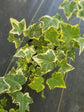 Golden English Ivy - Live Plant in a 4 Inch Pot - Hedera Helix - Beautiful Easy Care Indoor Air Purifying Houseplant Vine