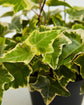 Golden English Ivy - Live Plant in a 6 Inch Pot - Hedera Helix - Beautiful Easy Care Indoor Air Purifying Houseplant Vine