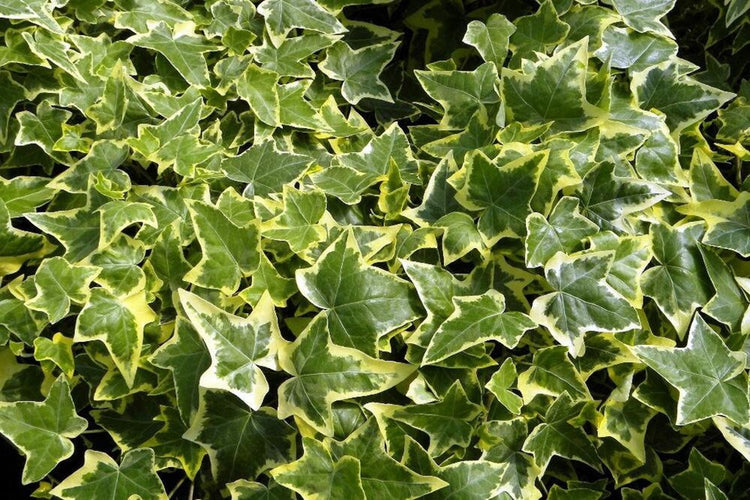 Hedera helix English Ivy 6